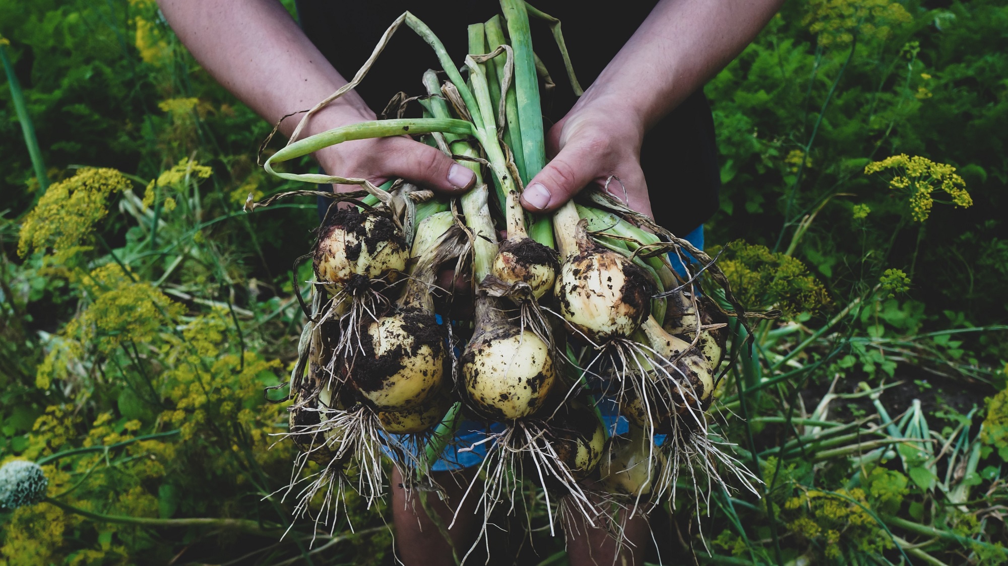 Agroecological farming improves resilience to climactic and other shocks. 