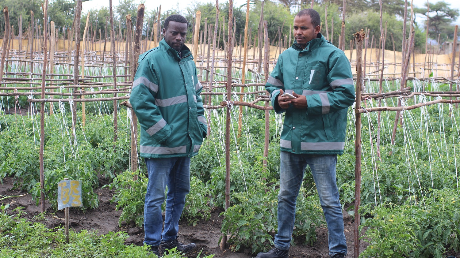 PAN Ethiopia field agents in tomato food spray trial plot