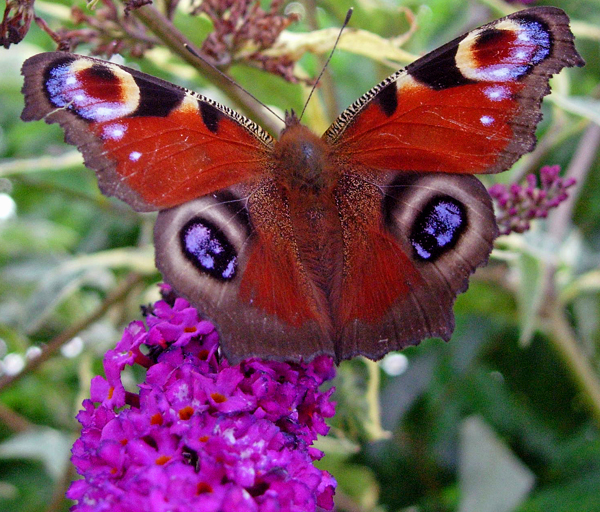 Peacock Butterfly on Buddleia Peacock Butterfly on Buddleia