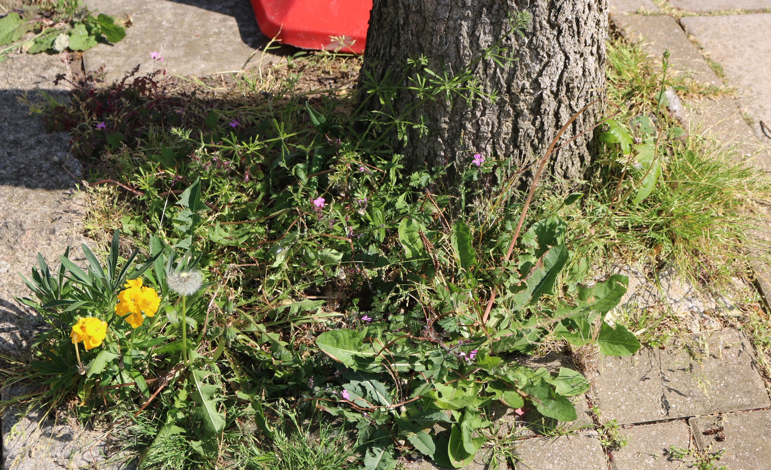 Pesticide-Free Lambeth