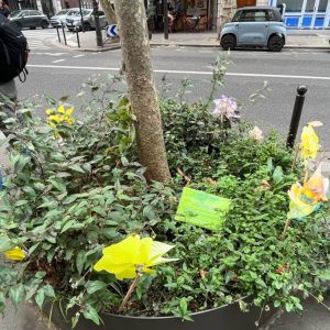 Pesticide-Free Paris - adopting tree pits