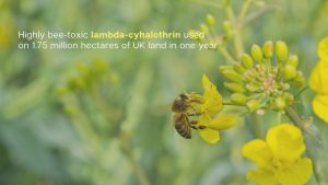 Highly bee-toxic lambda-cyhalothrin used on 1.75 million hectares of UK land in one year