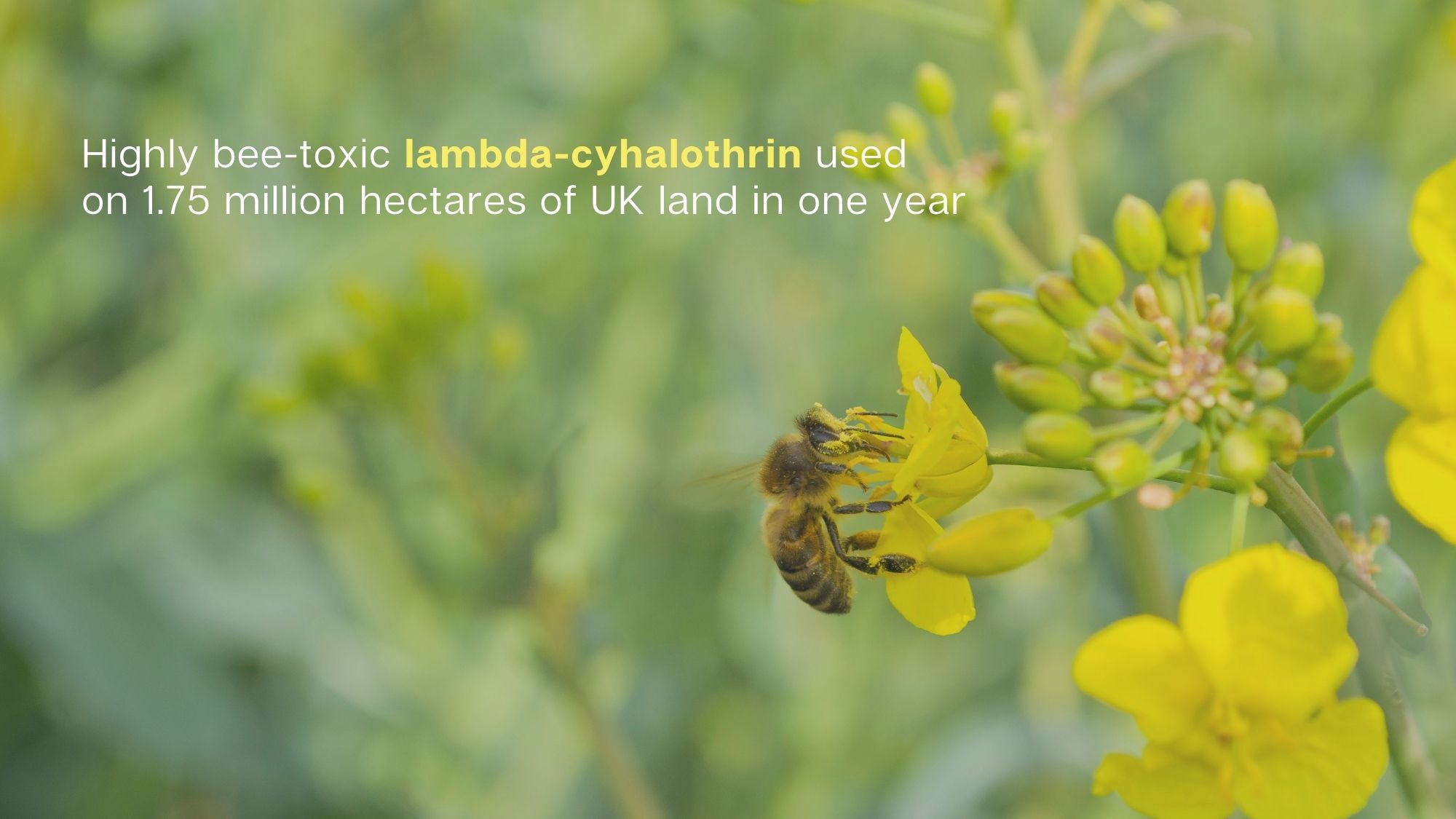 Highly bee-toxic lambda-cyhalothrin used on 1.75 million hectares of UK land in one year