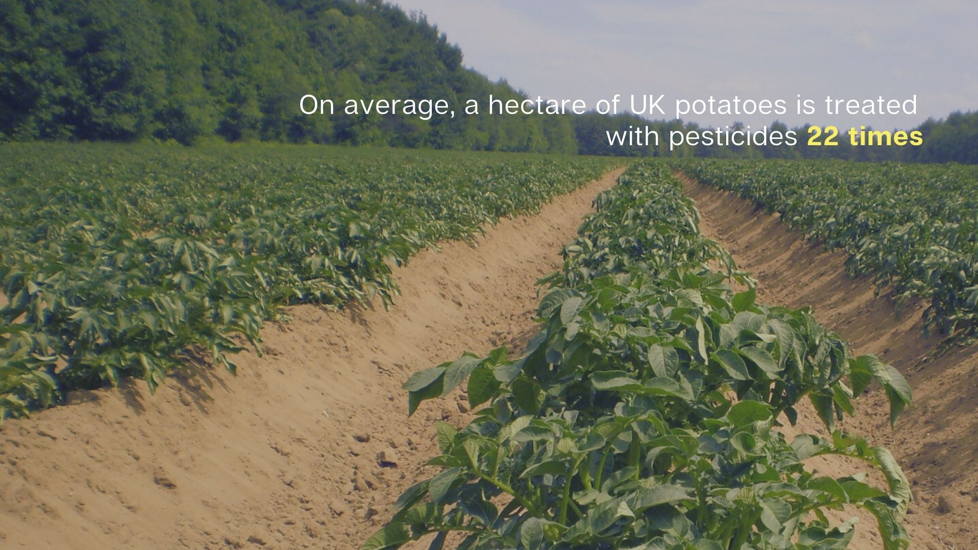 On average, a hectare of UK potatoes is treated with pesticides 22 times