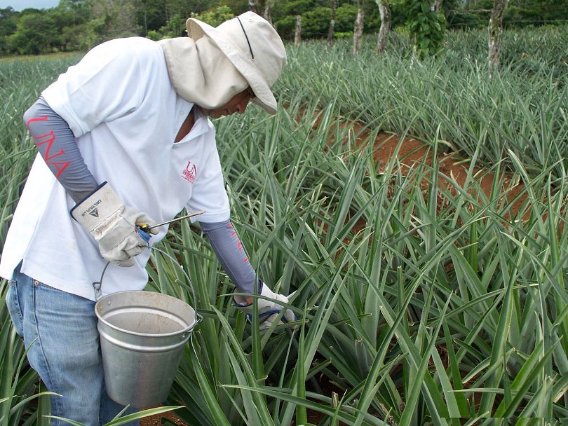 Phasing out highly hazardous pesticides in coffee and pineapple in Costa Rica