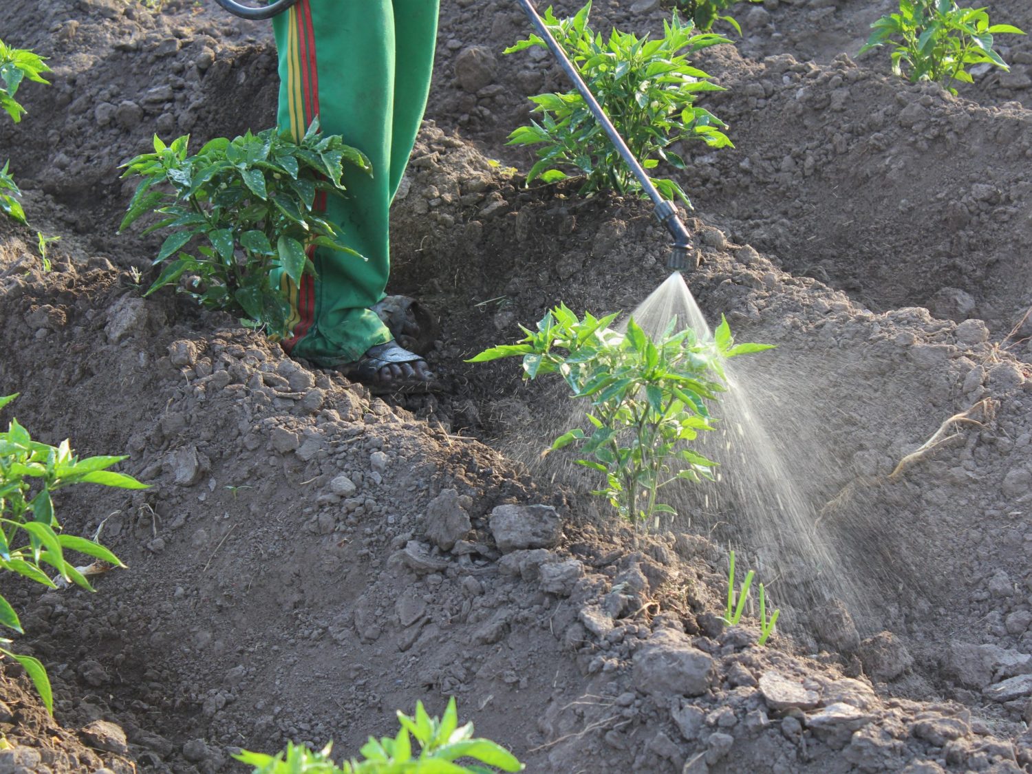 Photo Spraying pesticides with no protective equipment in Ethiopia – credit PAN Ethiopia Photo Spraying pesticides with no protective equipment in Ethiopia - credit PAN Ethiopia
