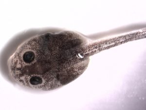 Glyphosate found to harm the weeping frog Physalaemus gracilis