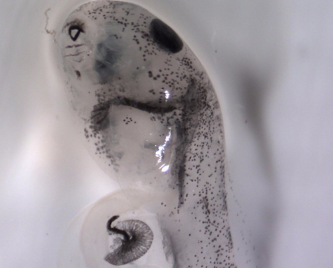 Weeping frog Physalaemus gracilis hatchling with malformation in the intestine after exposure to glyphosate-based herbicide.