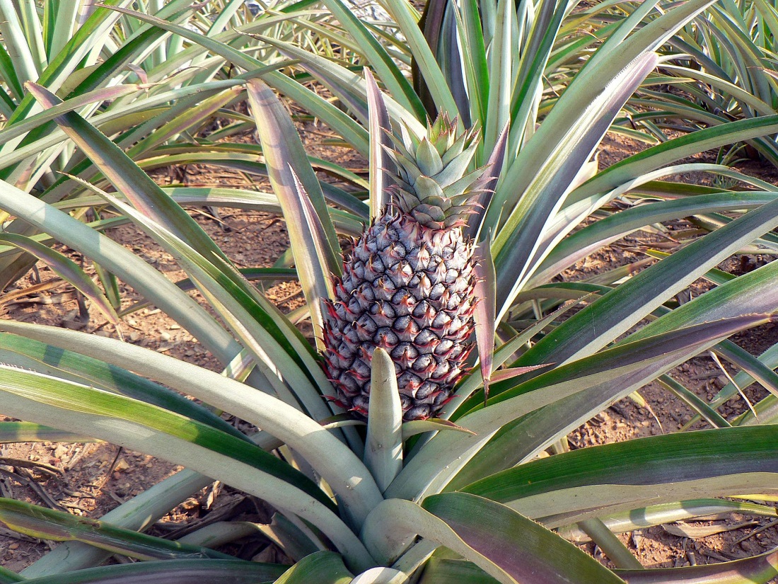 Growing pineapple without using paraquat
