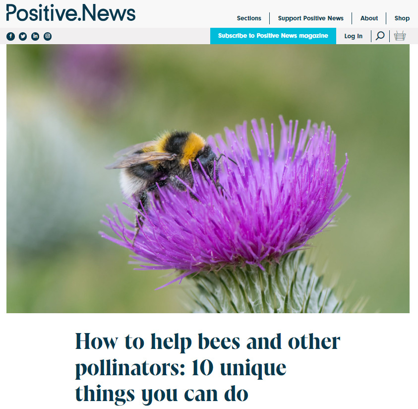 Positive News: How to help bees and other pollinators