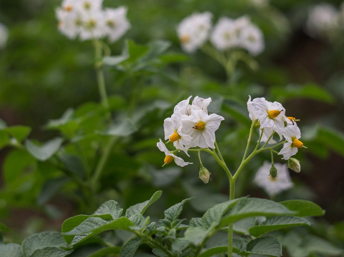 Ending paraquat use in growing potatoes