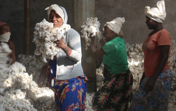 Organic cotton being processed at the local ginnery. Credit PAN UK