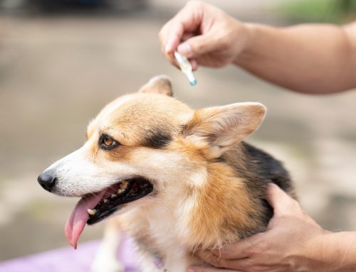 Pet flea treatments found at damaging levels in Welsh rivers