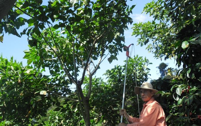 Shade management at Monsol Sustaninable Farm