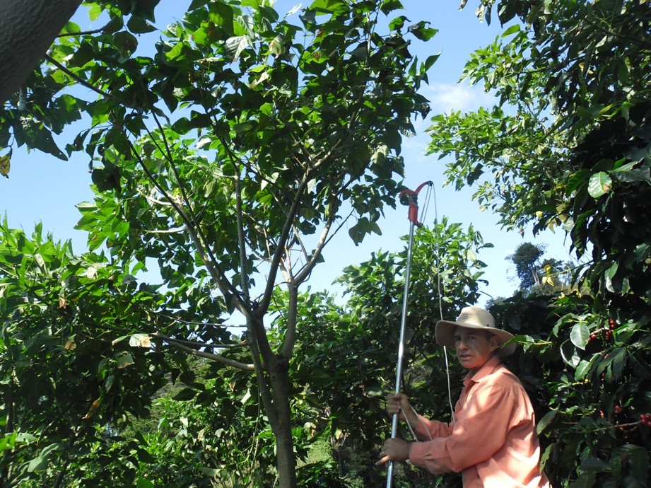 Shade management at Monsol Sustaninable Farm