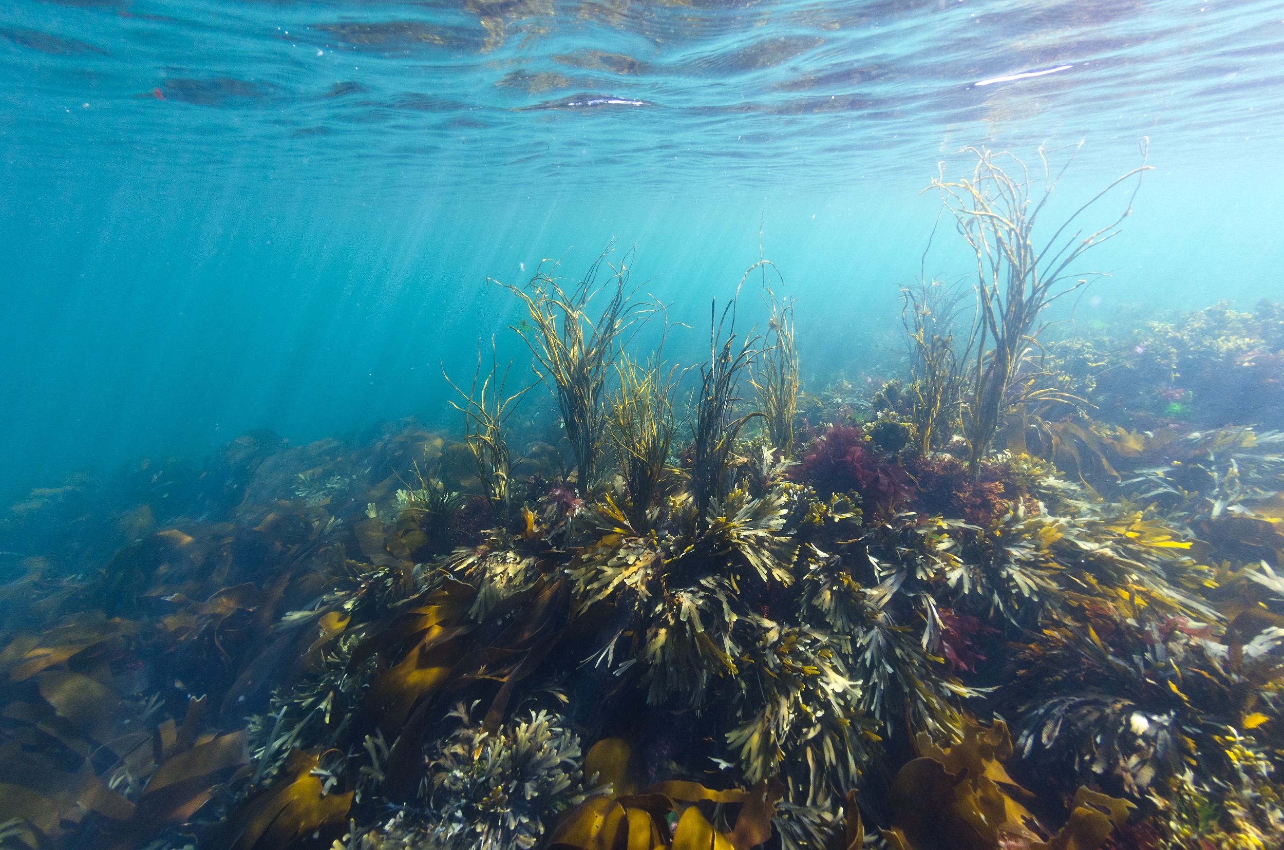 Shallow marine waters in the Hebrides