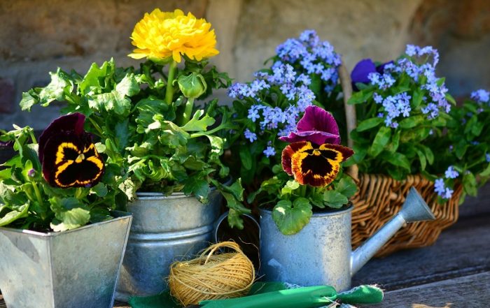 Silent Killer in Your Garden - Glyphosate