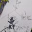 Sketch of herb robert by Anna Parker