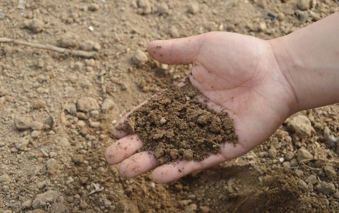 Recuperation of soil fertility - soil quality indicators for sustainable production