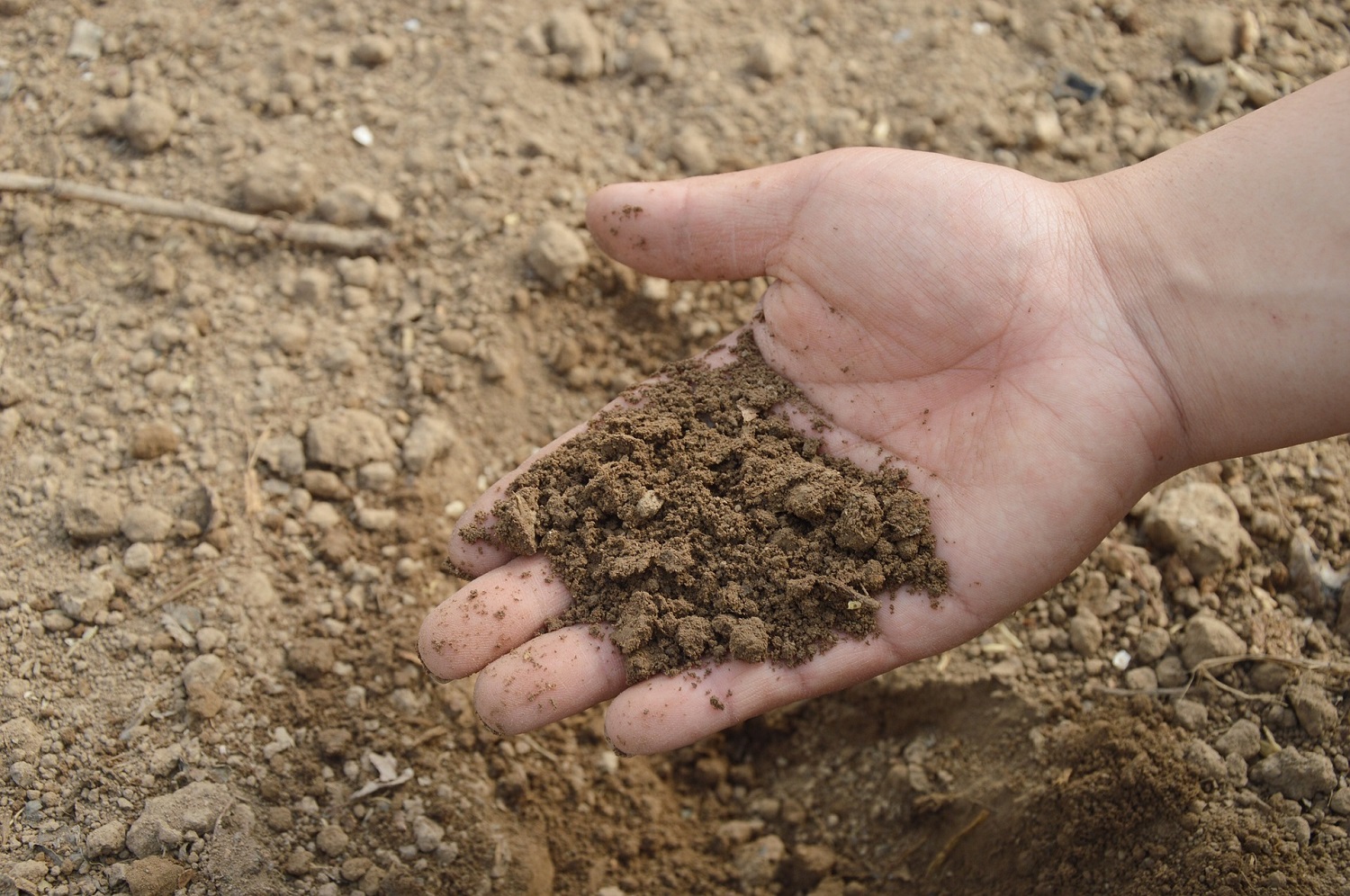 Recuperation of soil fertility - soil quality indicators for sustainable production