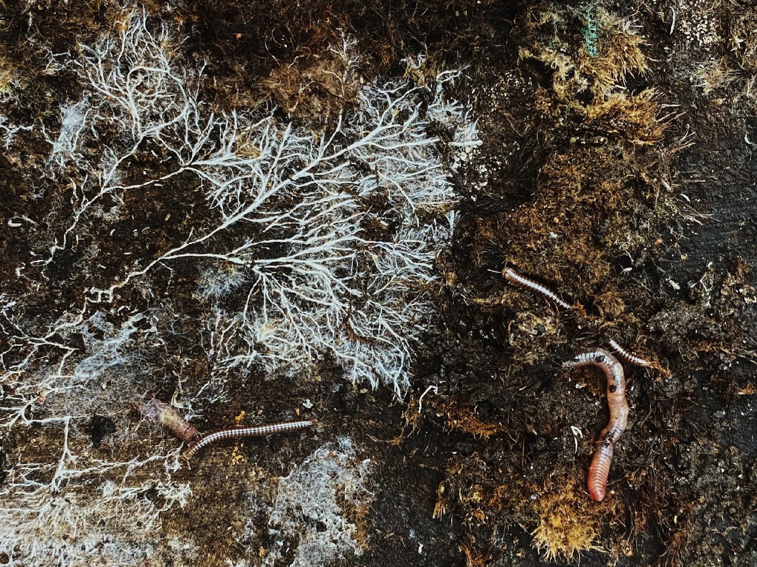 Soil organisms - Tari Gunstone