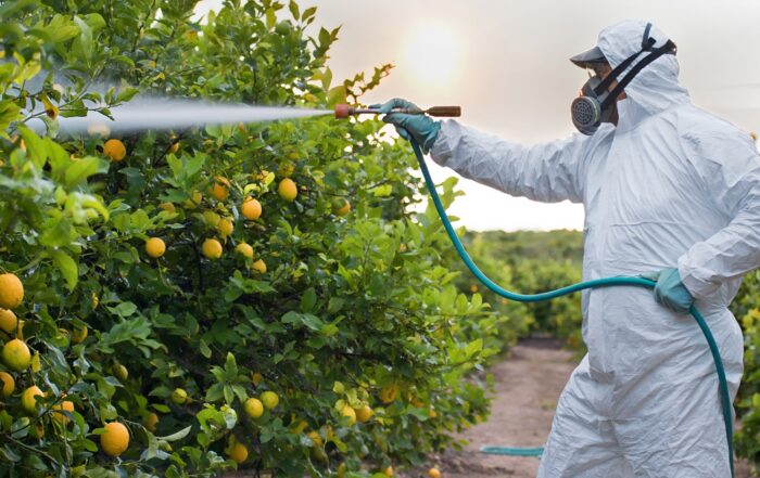 Spraying lemon trees with insecticide in Spain