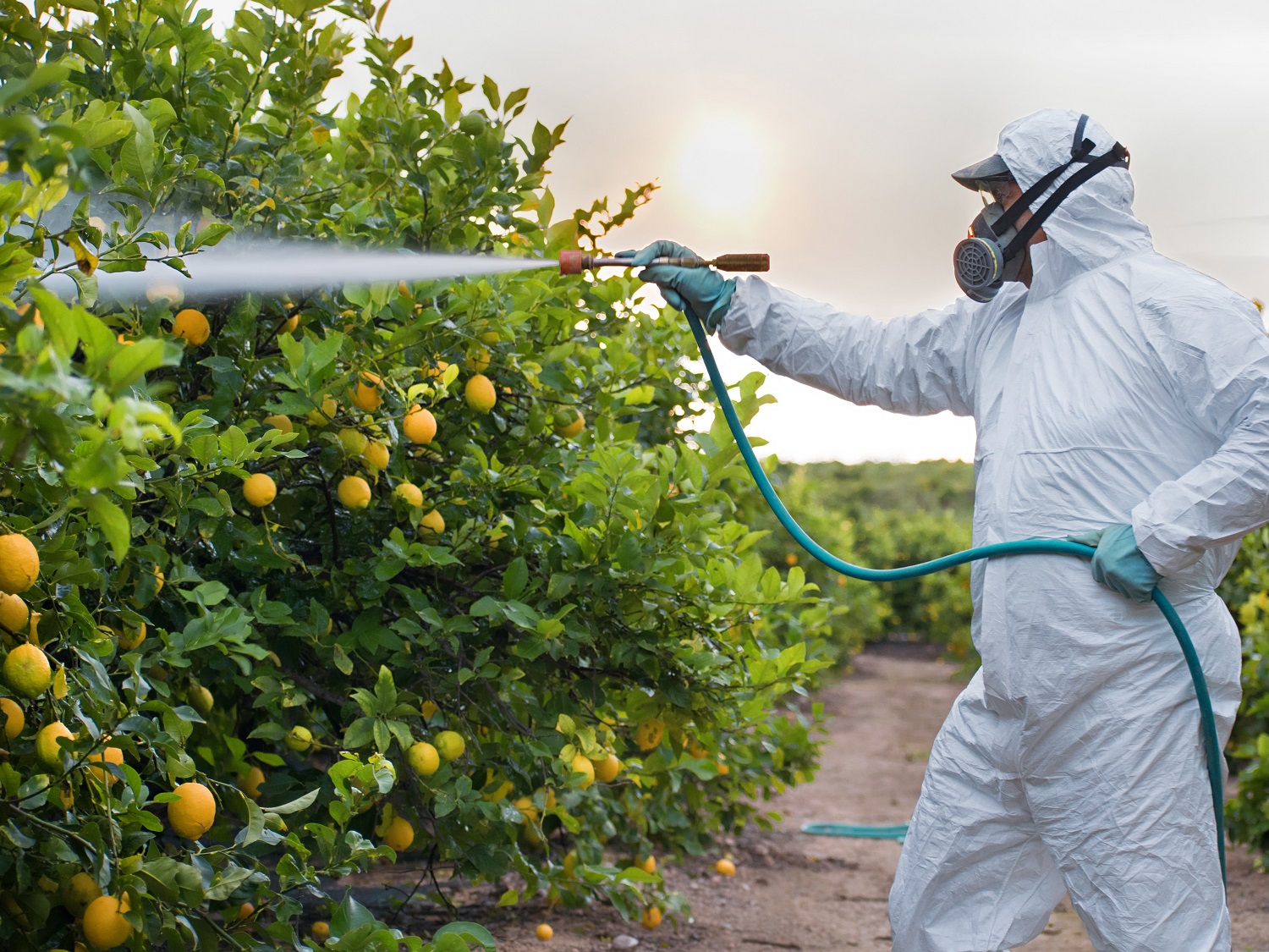 Spraying lemon trees with insecticide in Spain