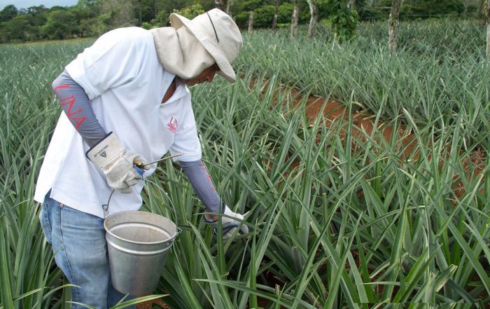 Project coordinator Fernando Ramírez collecting samples from trial plots on non-chemical alternatives to HH nematicide ethoprophos. Credit: IRET, Costa Rica