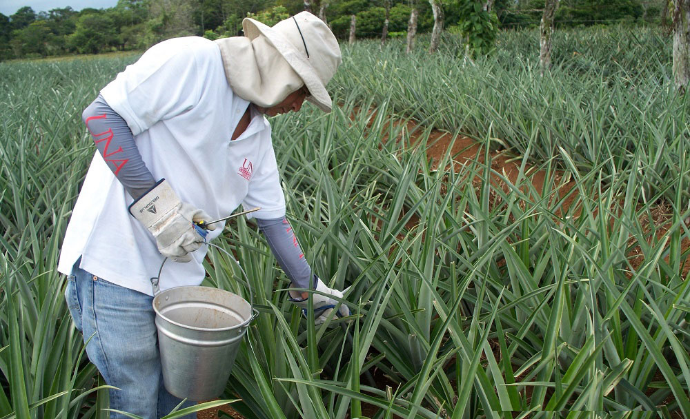 Project coordinator Fernando Ramírez collecting samples from trial plots on non-chemical alternatives to HH nematicide ethoprophos. Credit: IRET, Costa Rica