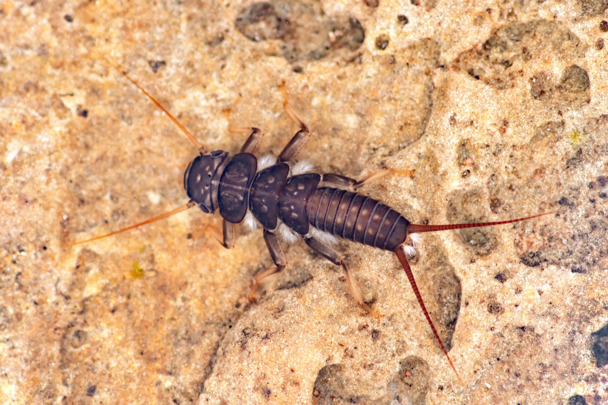 Stonefly on riverbed - Credit Jack Perks, Wildfish