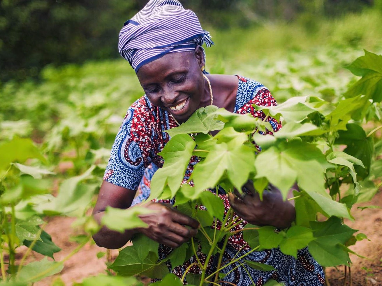 Alougba, president of a cooperative of organic producers in Lagbo village, Benin. Credit: Gbèmèho Elisé Fanou
