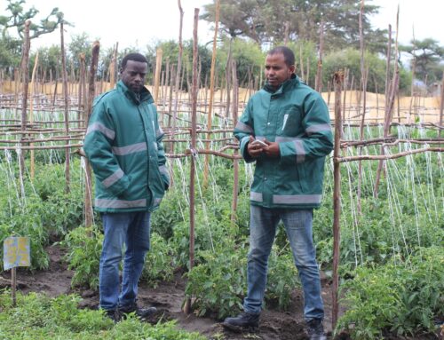 Phasing out the worst insecticides in Ethiopian smallholder vegetables