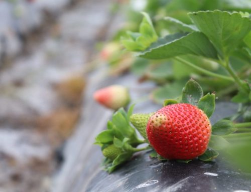 The human and environmental cost of perfect strawberries