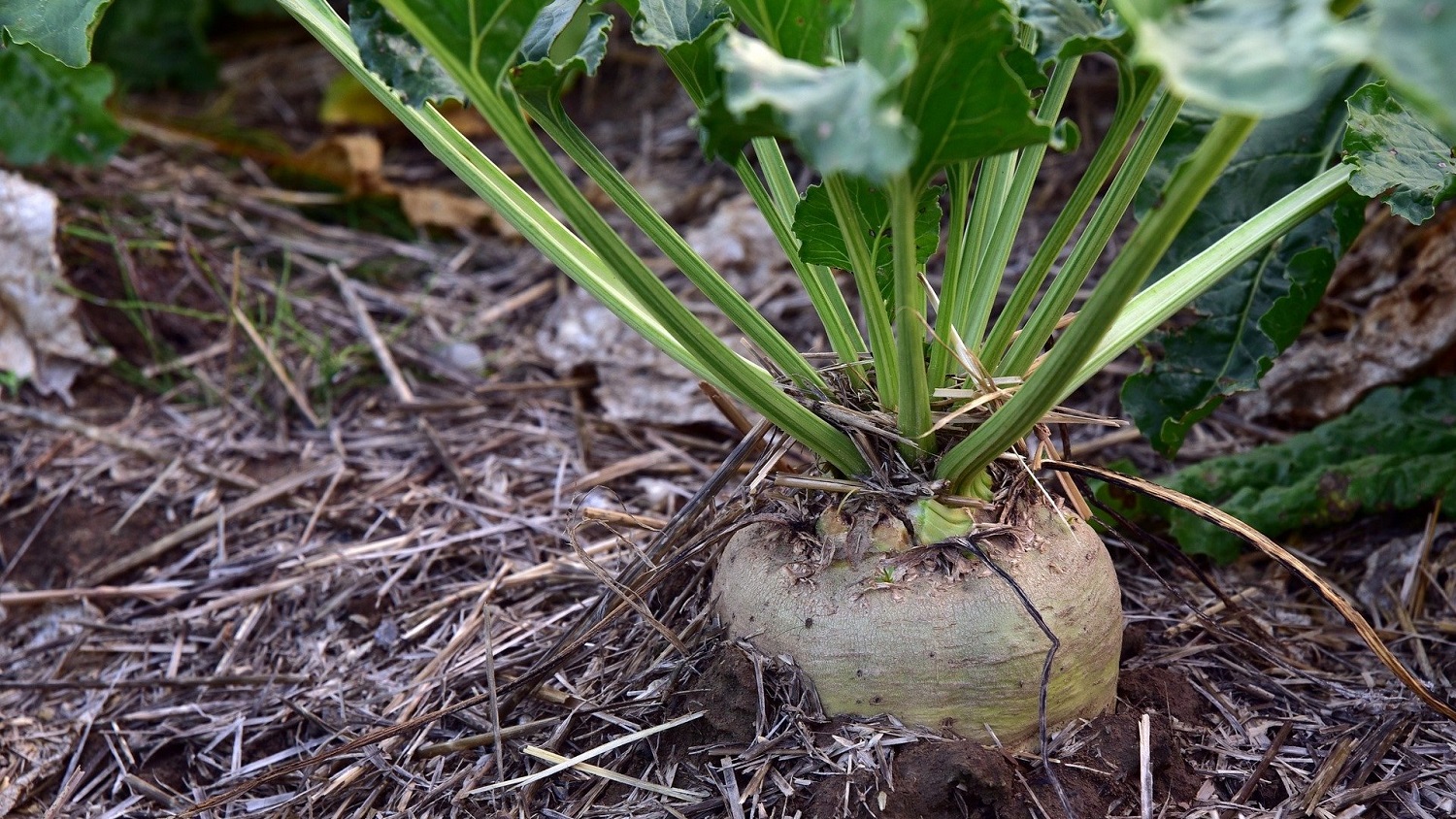 Sugar beet - Credit Ulrike Leone on Pixabay