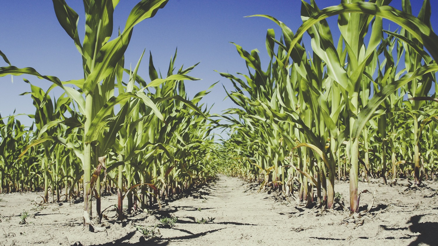 Support for agroecology is urgent Support for agroecology is urgent