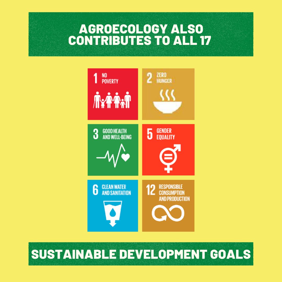 Agroecology contributes to all the 17 Sustainable Development Goalsv