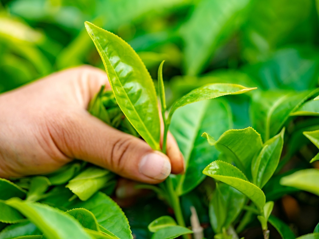 Growing tea without paraquat