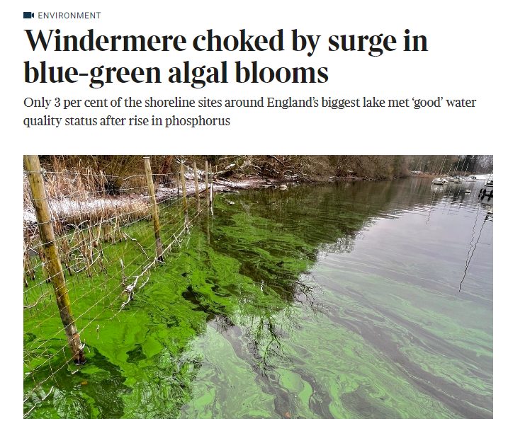 The Times: Windermere choked by surge in blue-green algal blooms
