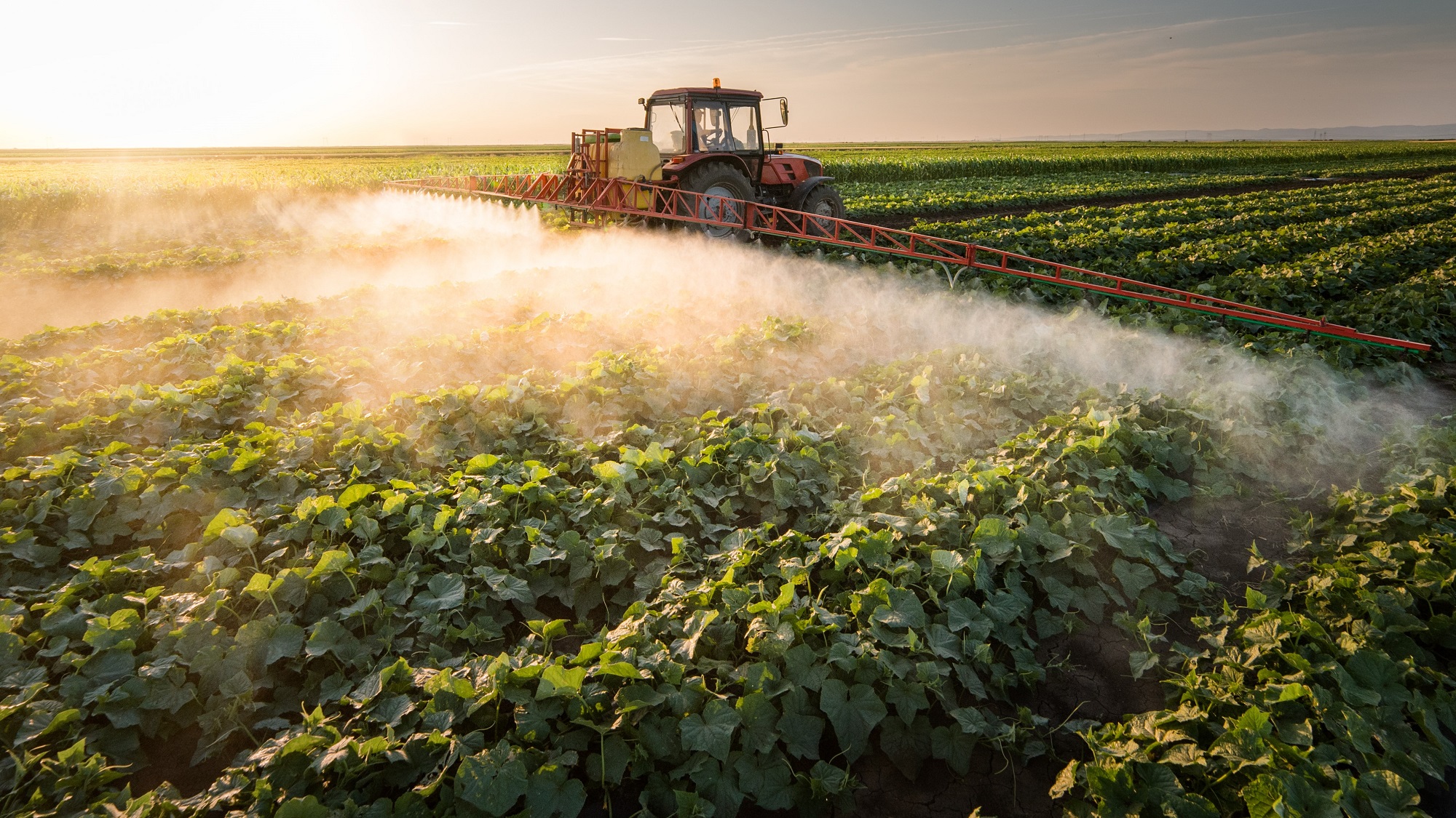 Pesticides in our Food - Pesticide Action Network UK