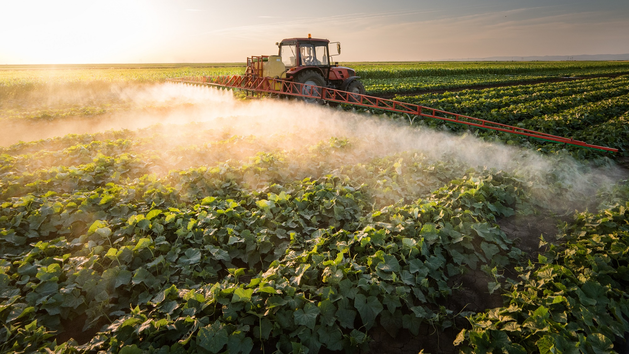 Pesticides in our food