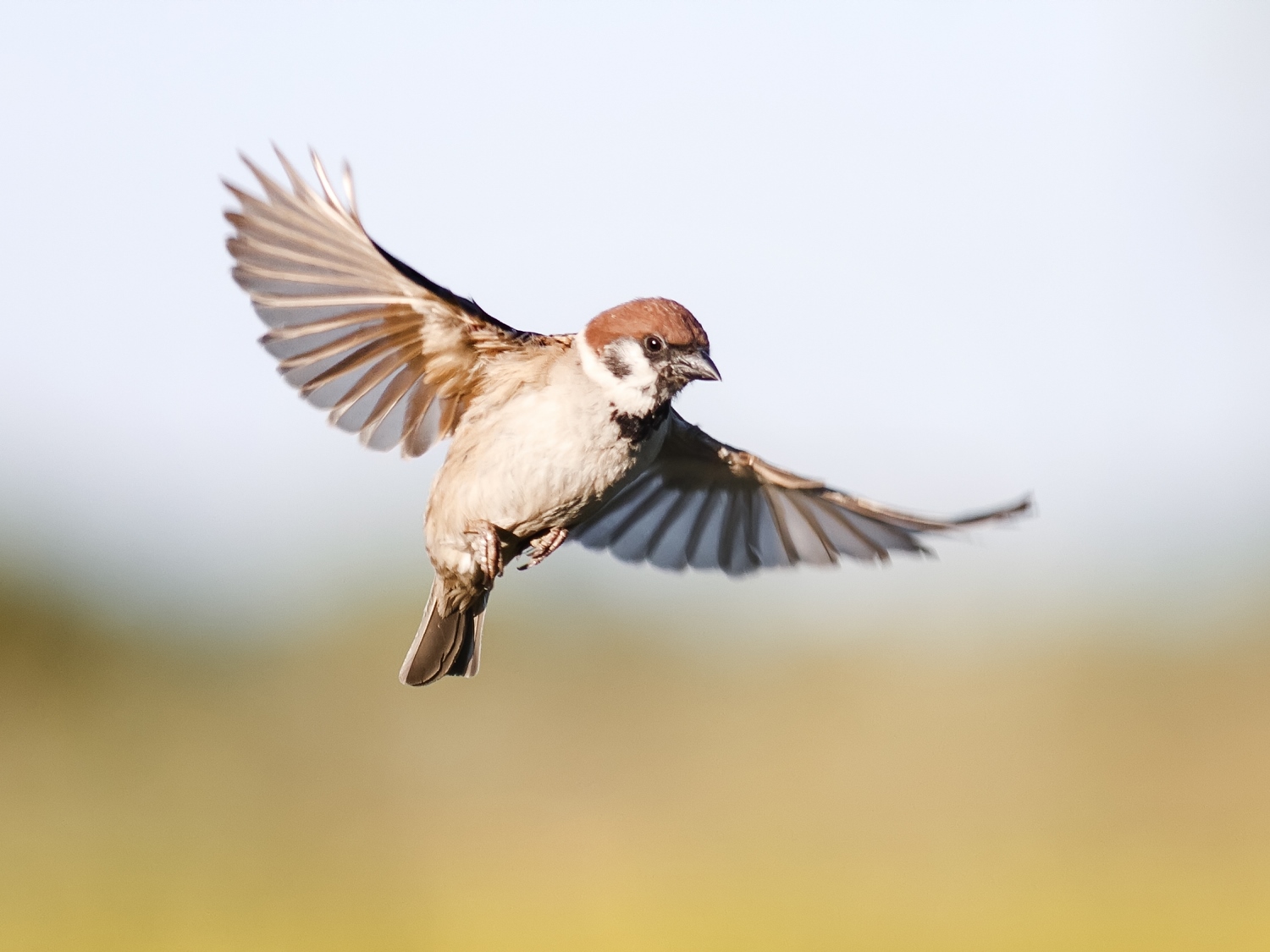 Farmland birds have suffered massive declines over the last few decades