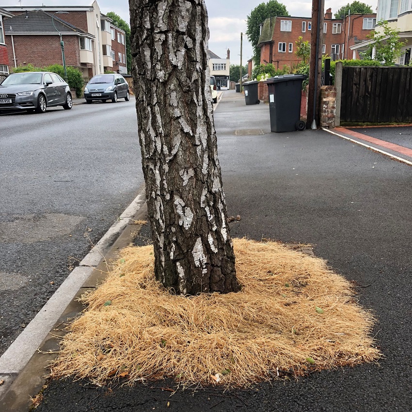 Example of weedkiller used around a tree pit