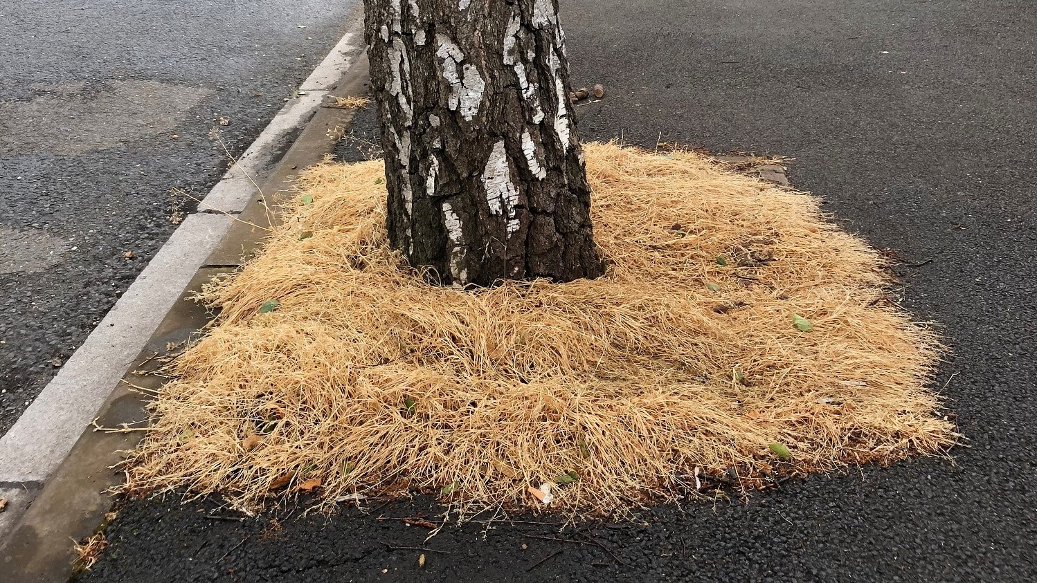 Treepit sprayed with weedkiller