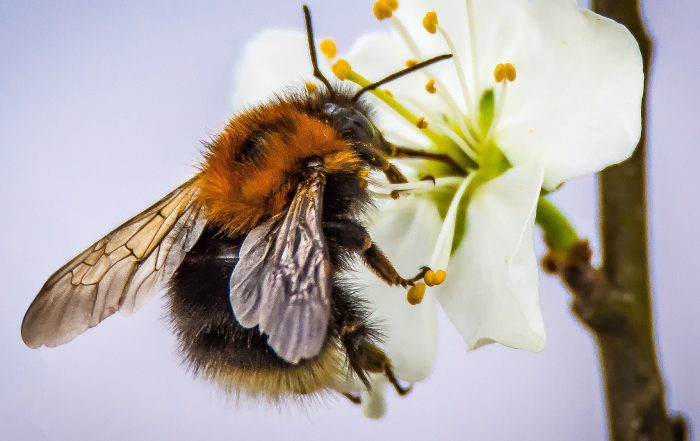 United against neonicotinoids decision