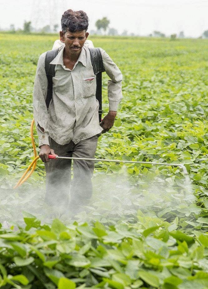 Wearing no PPE when spraying pesticides is common SAICM