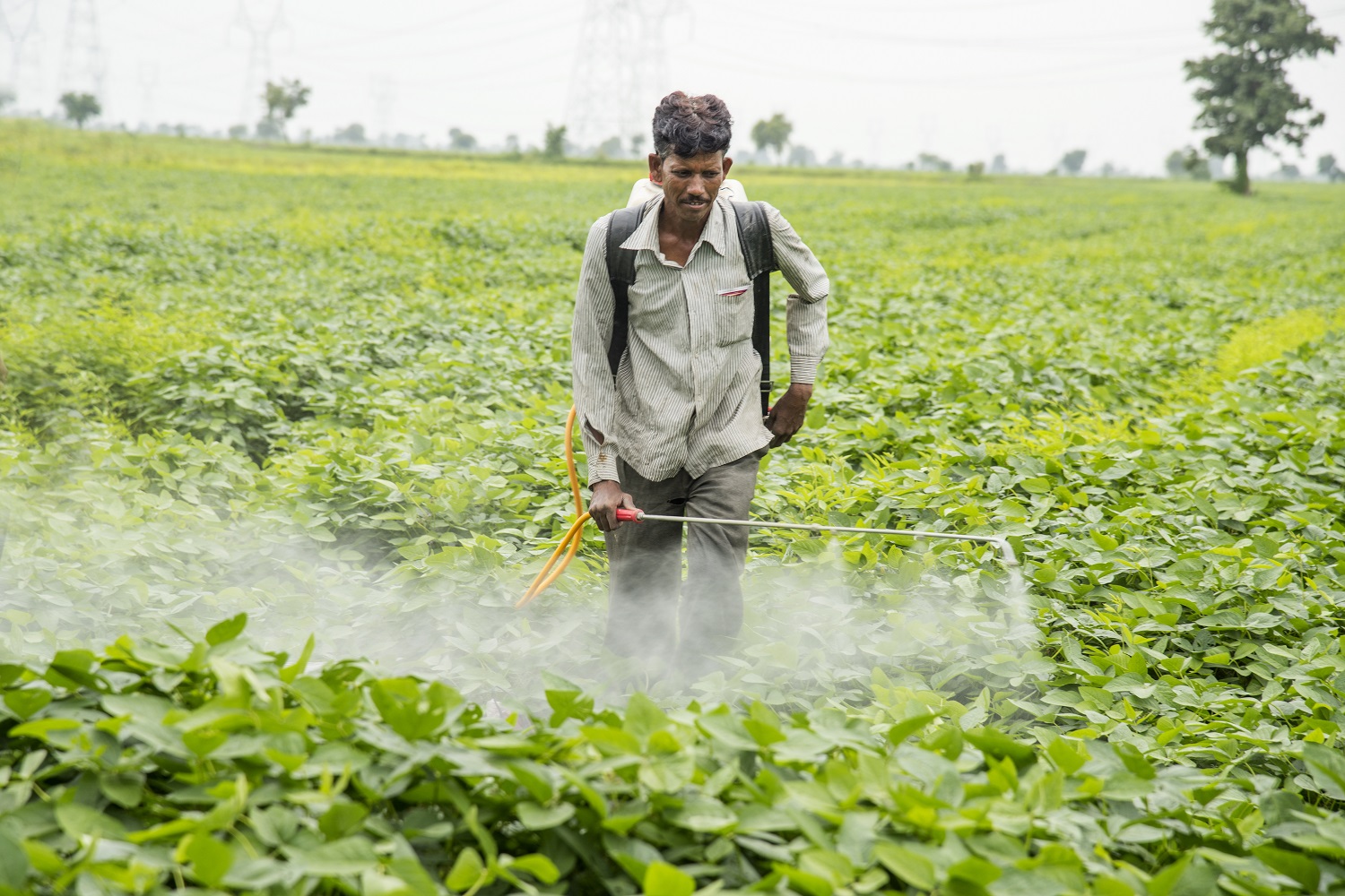 Wearing no PPE when spraying pesticides is common