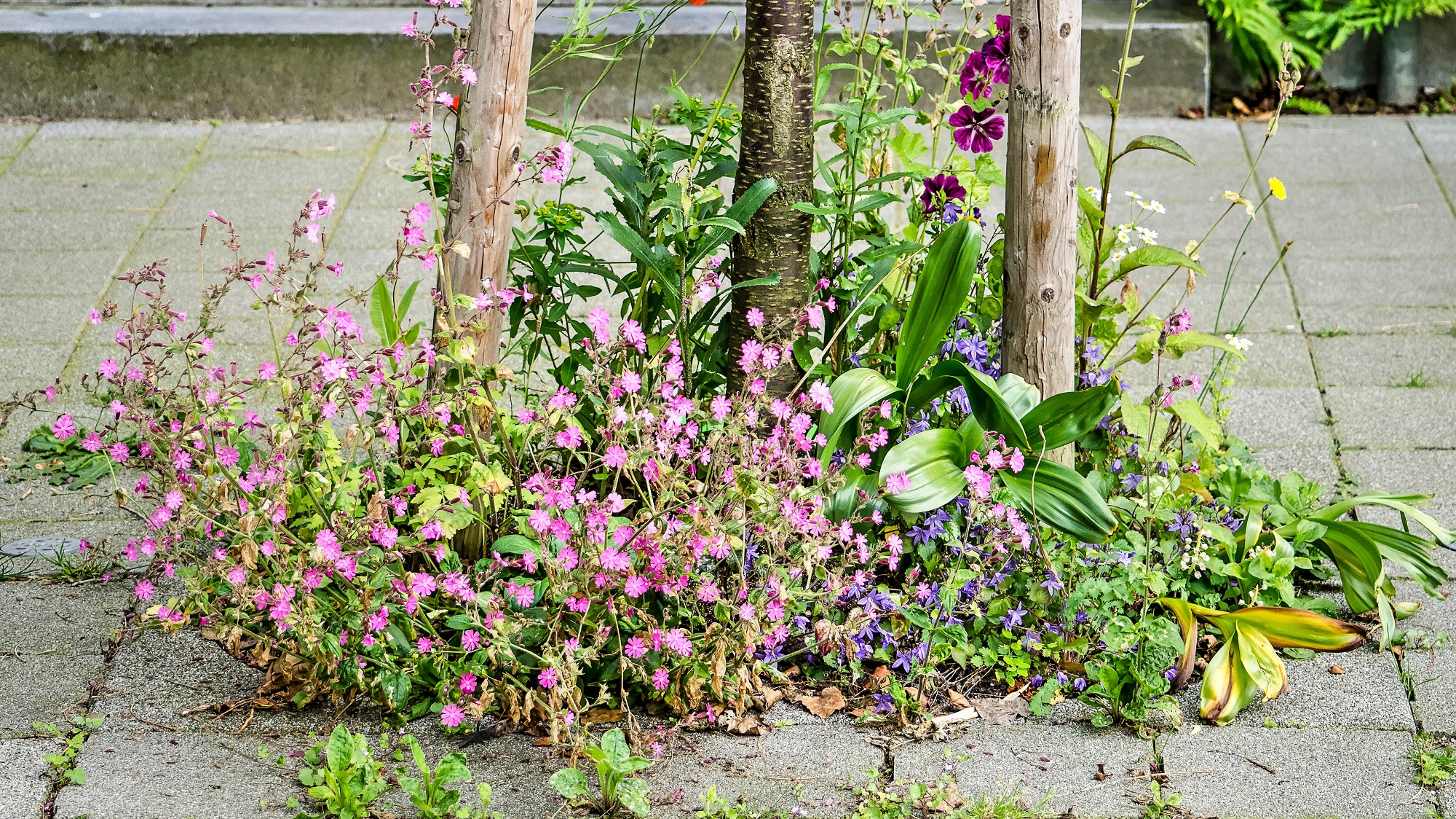 Wild flowers left to grow in a tree pit on the pavement