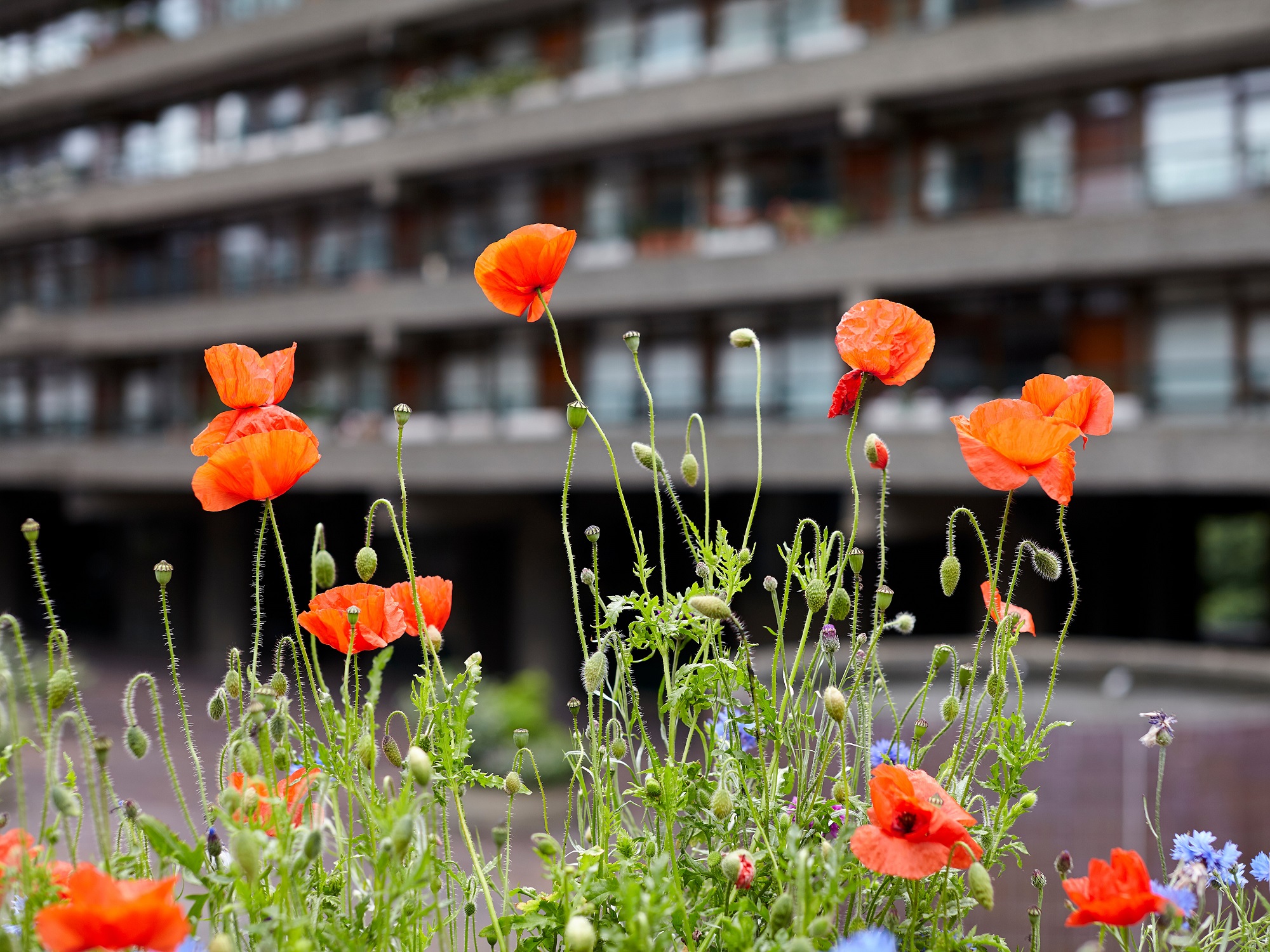 Wild poppies on a London estate. Credit Studio PB via Shutterstock.com