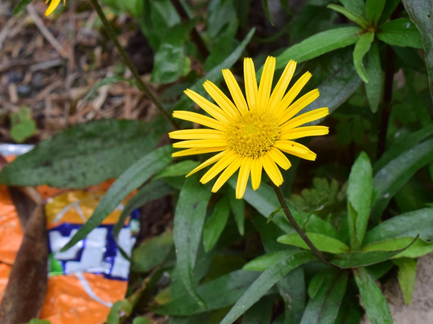 Willow-leaved Yellow-oxeye Llandudno Junction (c) Trevor Dines