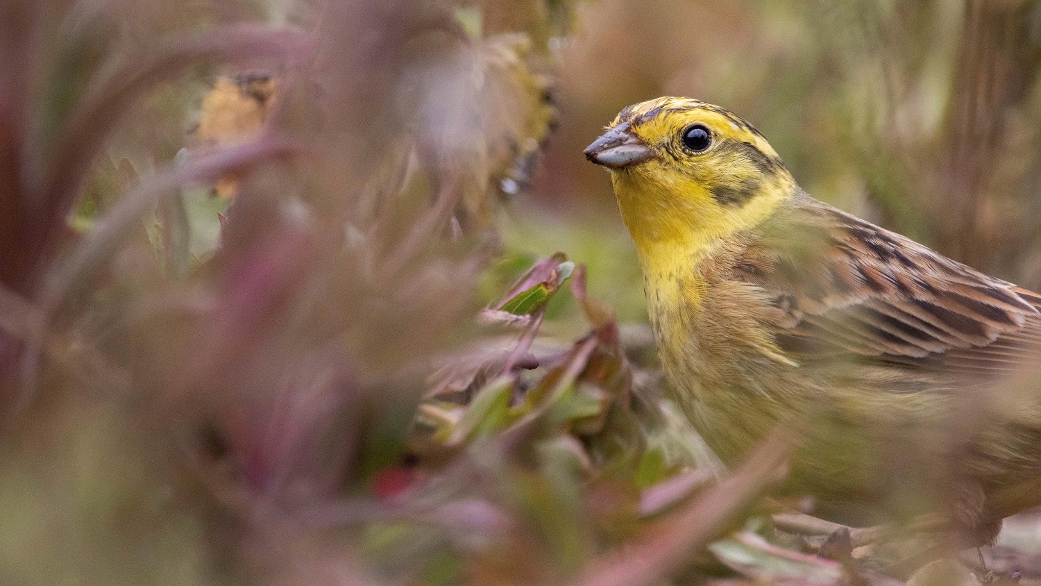 Yellowhammer foraging in field margin, Kent by by Jack Farrar (RSPB Images)